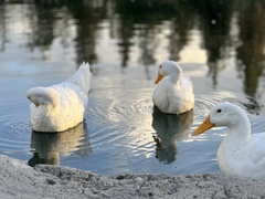 Anas platyrhynchos domesticus