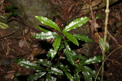 Eupomatia bennettii