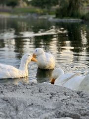 Anas platyrhynchos domesticus