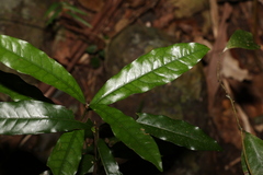 Eupomatia bennettii