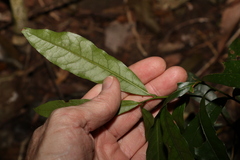 Eupomatia bennettii