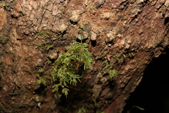 Braithwaitea sulcata