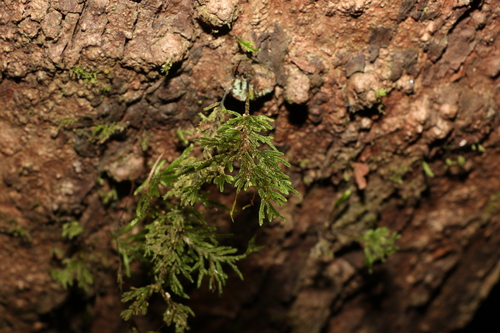 Image of Braithwaitea sulcata by (c) Greg Tasney, some rights reserved (CC BY-SA)