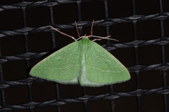 Synchlora faseolaria