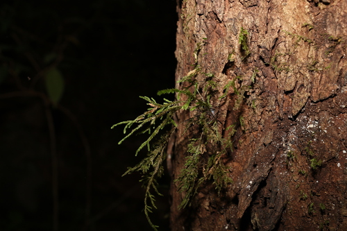 Image of Braithwaitea sulcata by (c) Greg Tasney, some rights reserved (CC BY-SA)