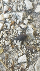 Curculionidae