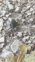 Curculionidae