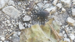 Curculionidae