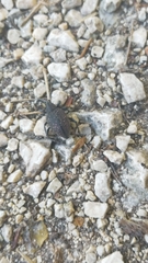 Curculionidae