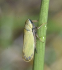 Diplocolenus