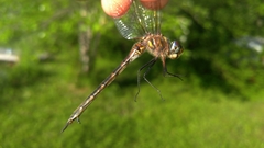 Somatochlora williamsoni