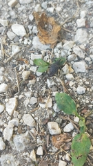 Curculionidae