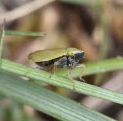 Diplocolenus