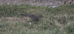 Melozone crissalis