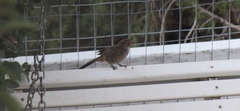 Melozone crissalis