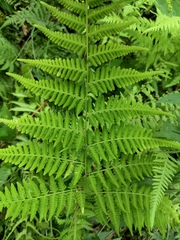Macrothelypteris oligophlebia