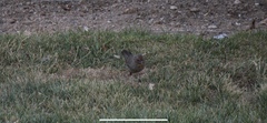 Melozone crissalis