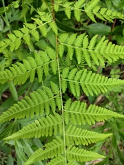 Macrothelypteris oligophlebia