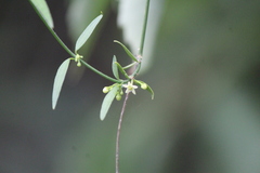 Metastelma angustifolium