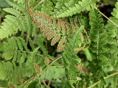 Dryopteris sparsa