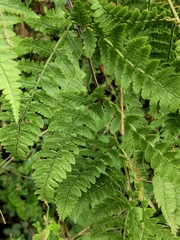 Dryopteris sparsa