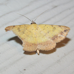 Hemeroplanis floccalis