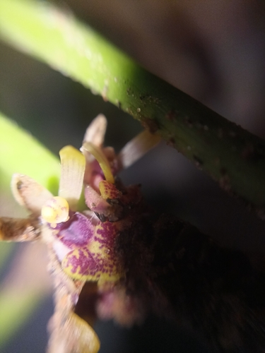 Luisia zeylanica observed 2022-06-25