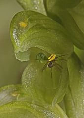 Pterostylis mutica