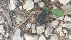 Isopoda