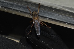 Dicranus
