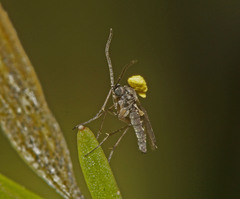 Pterostylis mutica