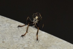 Dicranus