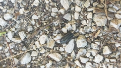 Isopoda
