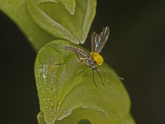 Pterostylis mutica