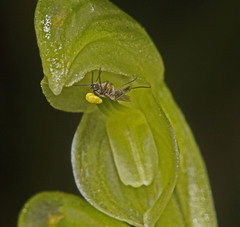 Pterostylis mutica