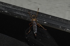 Dicranus