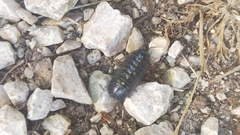 Isopoda