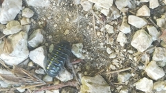 Isopoda