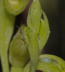 Pterostylis mutica