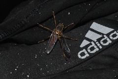 Dicranus