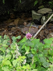 Clerodendrum bungei