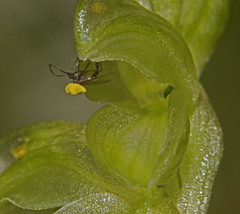 Pterostylis mutica