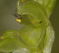 Pterostylis mutica