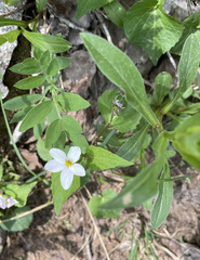 Viola canadensis scopulorum