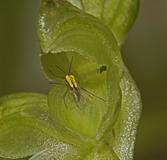 Pterostylis mutica