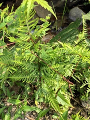 Pteris semipinnata