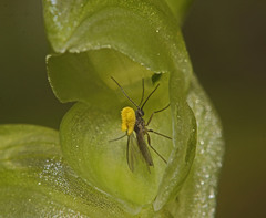 Pterostylis mutica