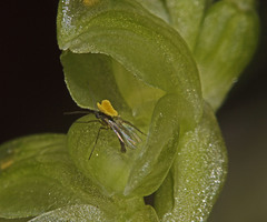 Pterostylis mutica