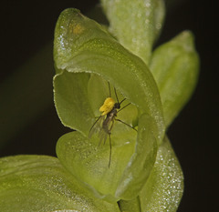 Pterostylis mutica