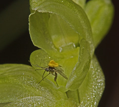 Pterostylis mutica